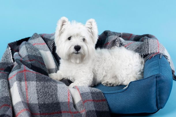 ropa de animales